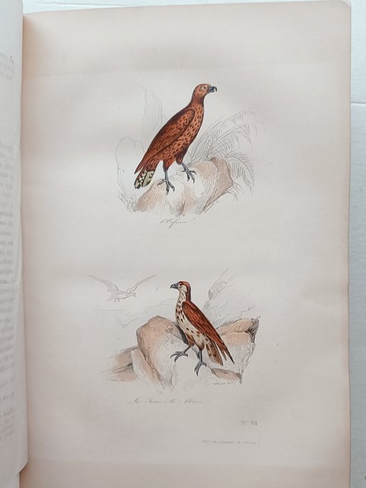 Buffon - Œuvres complètes de Buffon, Les Oiseaux - 1850