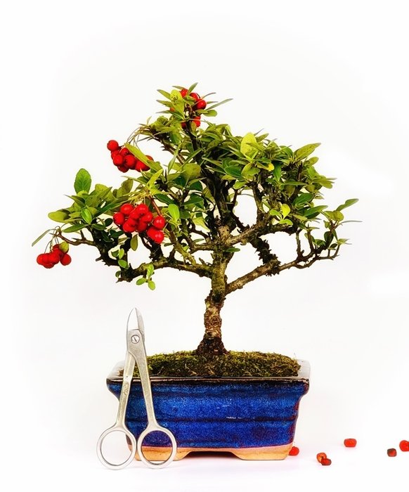 Ildtorn Bonsai (Pyracantha) - Højde (Træ): 26 cm - Dybde (Træ): 24 cm - Spanien - Rød ledig stilling