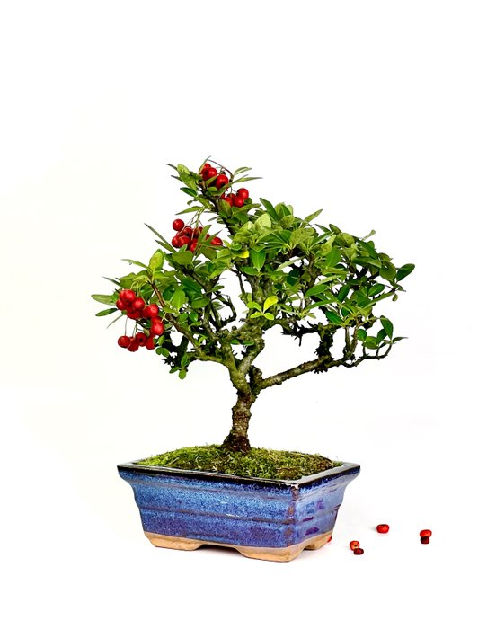 Ildtorn Bonsai (Pyracantha) - Højde (Træ): 26 cm - Dybde (Træ): 24 cm - Spanien - Rød ledig stilling