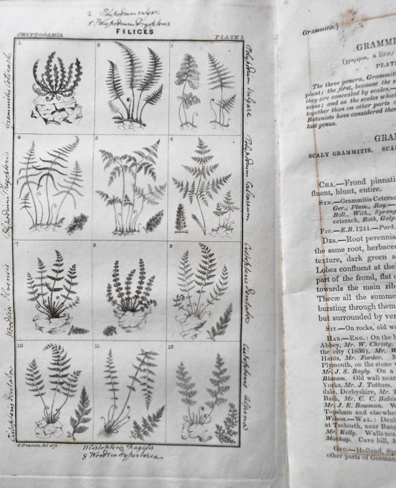 George W Francis - An analysis of the British Ferns and their allies with copper-plate engravings of every species and - 1837