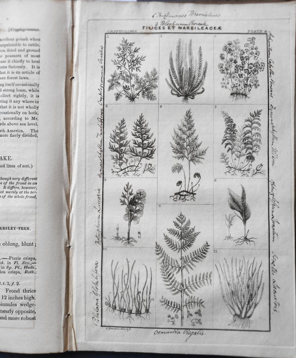 George W Francis - An analysis of the British Ferns and their allies with copper-plate engravings of every species and - 1837