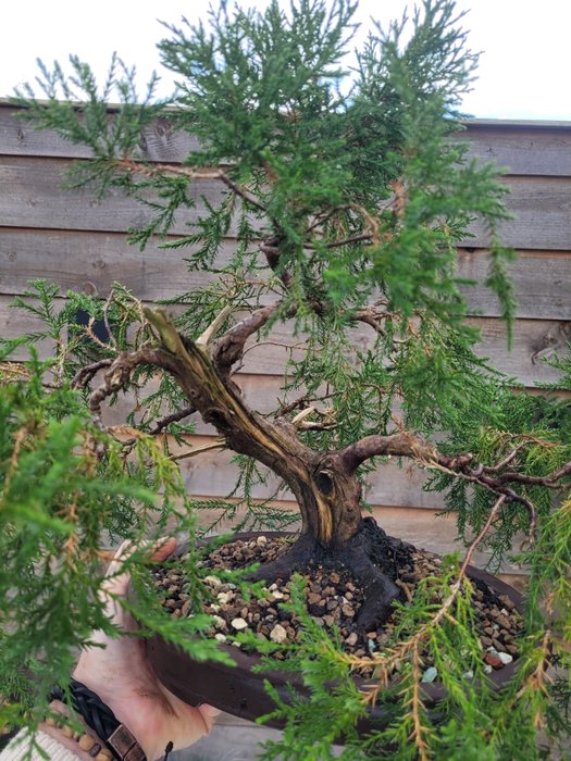 juniperus bonsai 8n bonsai skål - Højde (Træ): 34 cm - Dybde (Træ): 45 cm - Japan