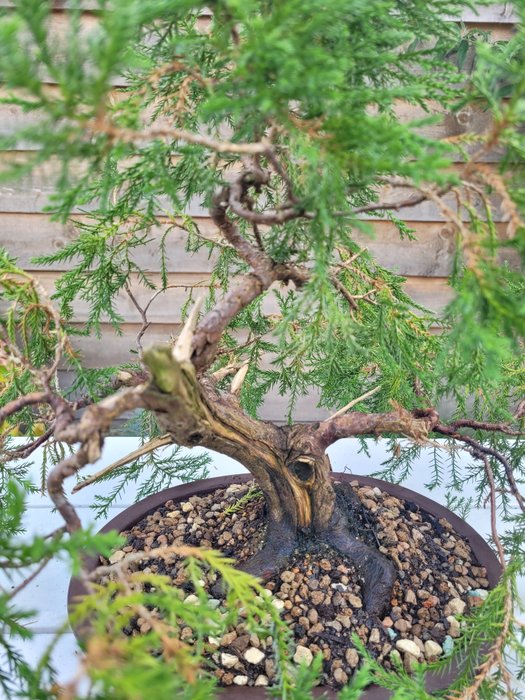 juniperus bonsai 8n bonsai skål - Højde (Træ): 34 cm - Dybde (Træ): 45 cm - Japan