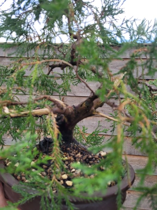 juniperus bonsai 8n bonsai skål - Højde (Træ): 34 cm - Dybde (Træ): 45 cm - Japan