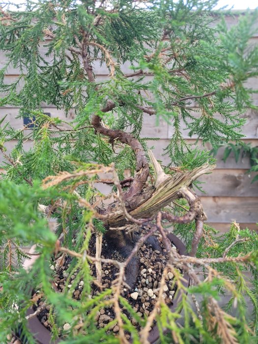 juniperus bonsai 8n bonsai skål - Højde (Træ): 34 cm - Dybde (Træ): 45 cm - Japan