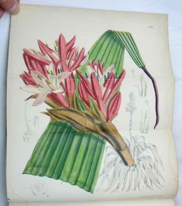 Joseph Dalton Hooker - Curtis's Botanical Magazine - 1883