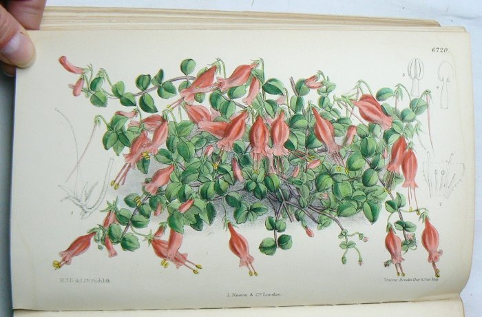 Joseph Dalton Hooker - Curtis's Botanical Magazine - 1883