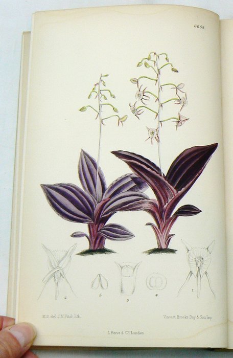 Joseph Dalton Hooker - Curtis's Botanical Magazine - 1883