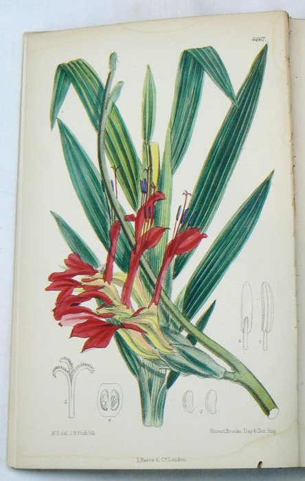 Joseph Dalton Hooker - Curtis's Botanical Magazine - 1883