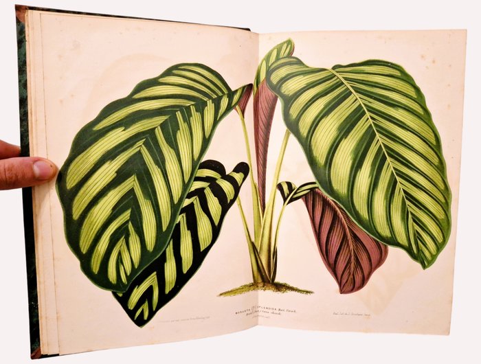 Lemaire / Verschaffelt - L'Illustration Horticole [35 Planches en Couleurs] - 1866