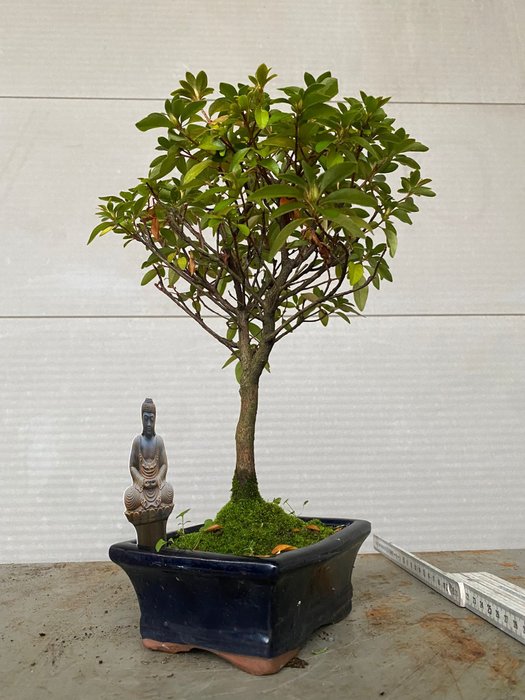 Azalea bonsai (Rhododendron) - Højde (Træ): 30 cm - Dybde (Træ): 28 cm - Belgien