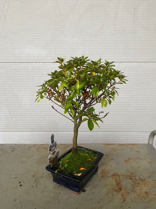 Azalea bonsai (Rhododendron) - Højde (Træ): 30 cm - Dybde (Træ): 28 cm - Belgien