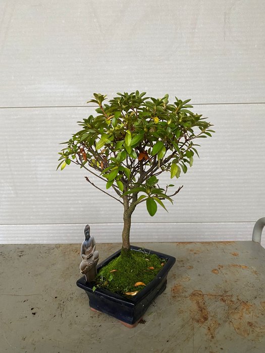 Azalea bonsai (Rhododendron) - Højde (Træ): 30 cm - Dybde (Træ): 28 cm - Belgien