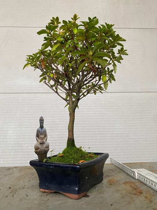 Azalea bonsai (Rhododendron) - Højde (Træ): 30 cm - Dybde (Træ): 28 cm - Belgien