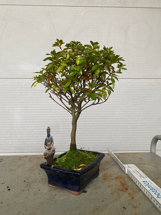 Azalea bonsai (Rhododendron) - Højde (Træ): 30 cm - Dybde (Træ): 28 cm - Belgien