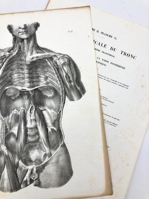 Undervisningsmaterialer - Nicolas-Henri Jacob  Jean Baptiste Marc Bourgery - traité d'anatomie de l'homme 1881 - Papir - 1850-1900