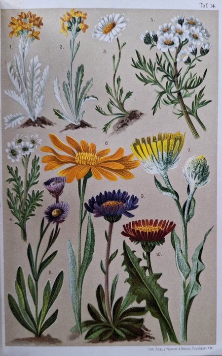 C. Schroter (and others) - Alpine Flowers and Flora collection - 1900-1969