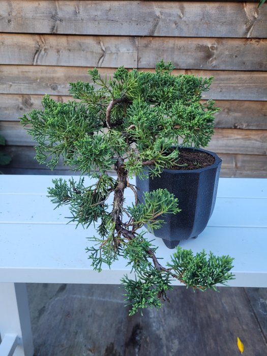 Enebærtræs bonsai (Juniperus) - Højde (Træ): 15 cm - Dybde (Træ): 30 cm - Japan