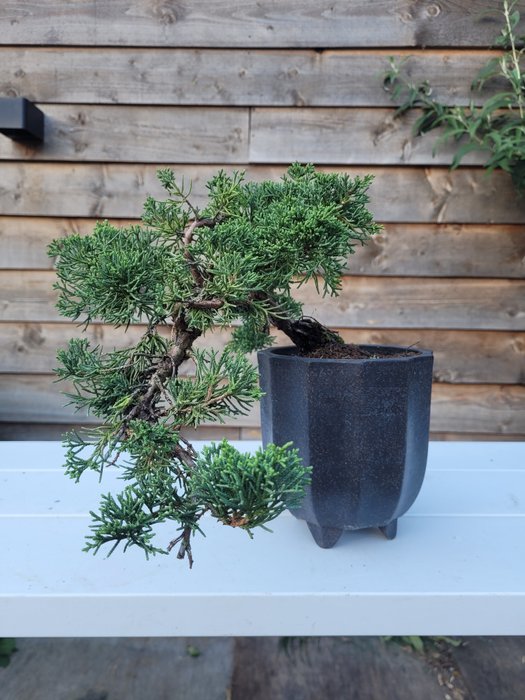 Enebærtræs bonsai (Juniperus) - Højde (Træ): 15 cm - Dybde (Træ): 30 cm - Japan