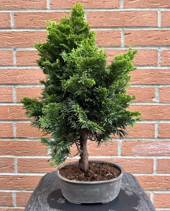 Enebærtræs bonsai (Juniperus) - Højde (Træ): 38 cm - Dybde (Træ): 30 cm - Japan