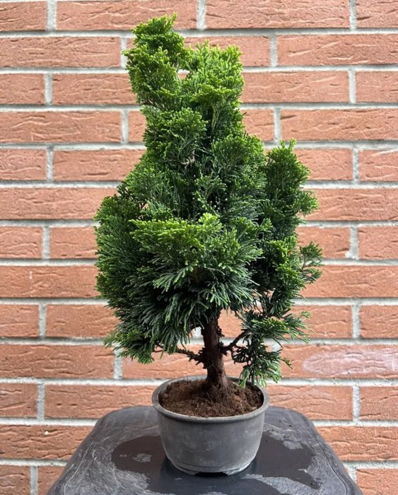 Enebærtræs bonsai (Juniperus) - Højde (Træ): 38 cm - Dybde (Træ): 30 cm - Japan