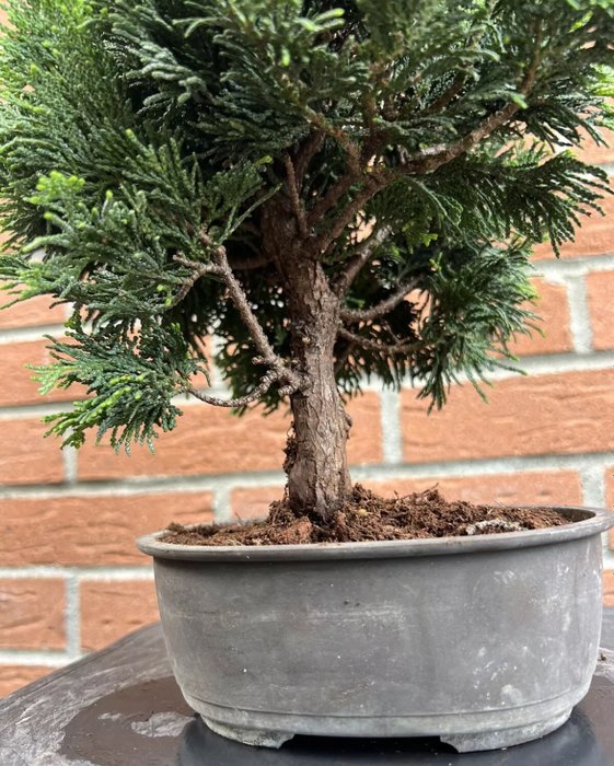 Enebærtræs bonsai (Juniperus) - Højde (Træ): 38 cm - Dybde (Træ): 30 cm - Japan