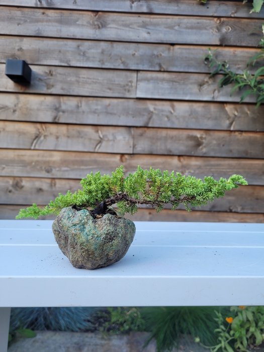 Enebærtræs bonsai (Juniperus) - Højde (Træ): 11 cm - Dybde (Træ): 30 cm - Holland