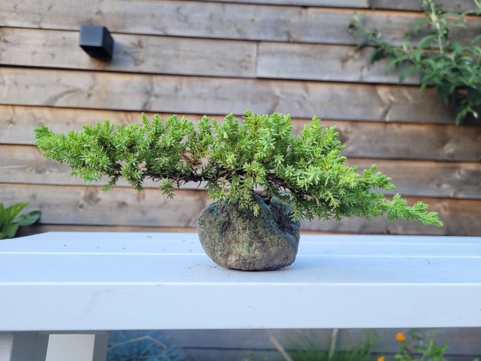 Enebærtræs bonsai (Juniperus) - Højde (Træ): 11 cm - Dybde (Træ): 30 cm - Holland