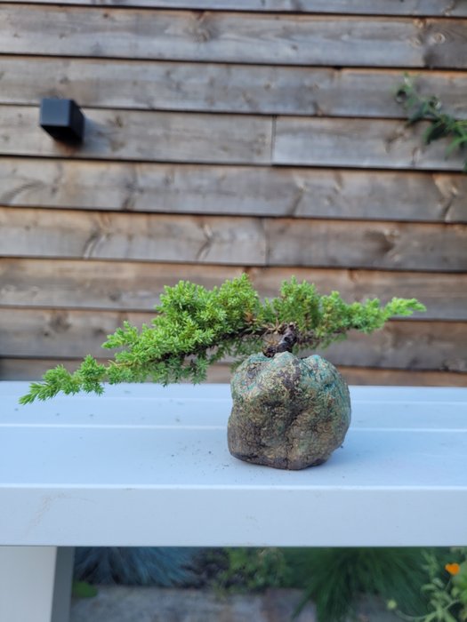 Enebærtræs bonsai (Juniperus) - Højde (Træ): 11 cm - Dybde (Træ): 30 cm - Holland