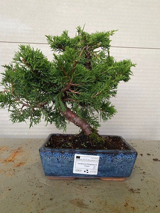 Enebærtræs bonsai (Juniperus) - Højde (Træ): 25 cm - Dybde (Træ): 30 cm - Portugal