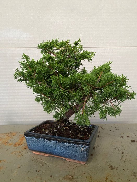 Enebærtræs bonsai (Juniperus) - Højde (Træ): 25 cm - Dybde (Træ): 30 cm - Portugal