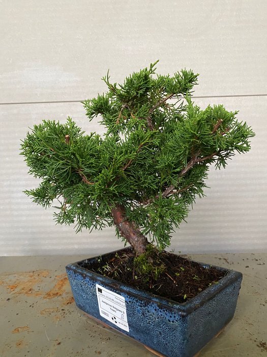 Enebærtræs bonsai (Juniperus) - Højde (Træ): 25 cm - Dybde (Træ): 30 cm - Portugal