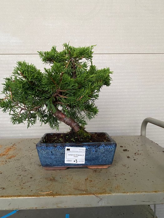 Enebærtræs bonsai (Juniperus) - Højde (Træ): 25 cm - Dybde (Træ): 30 cm - Portugal