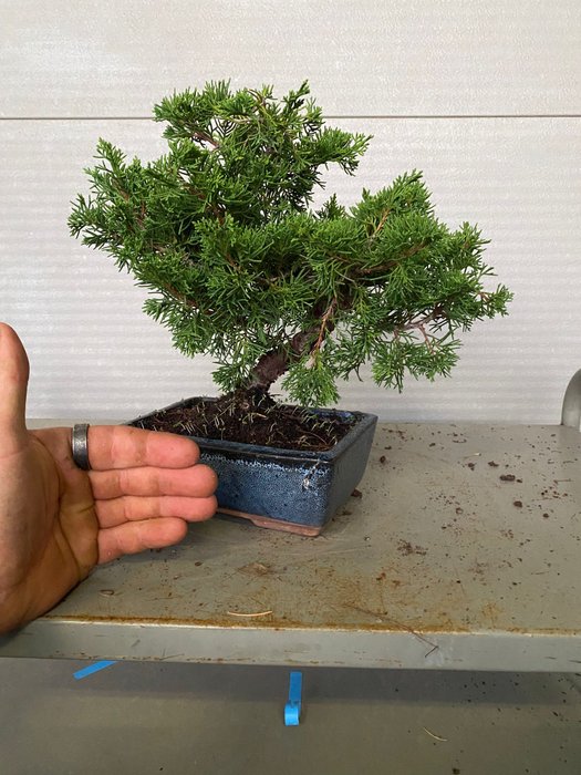 Enebærtræs bonsai (Juniperus) - Højde (Træ): 25 cm - Dybde (Træ): 30 cm - Portugal