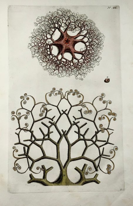 Maria Sibylla Merian; Georg Eberhard Rumphius - Sea Star, Medusa - 1711