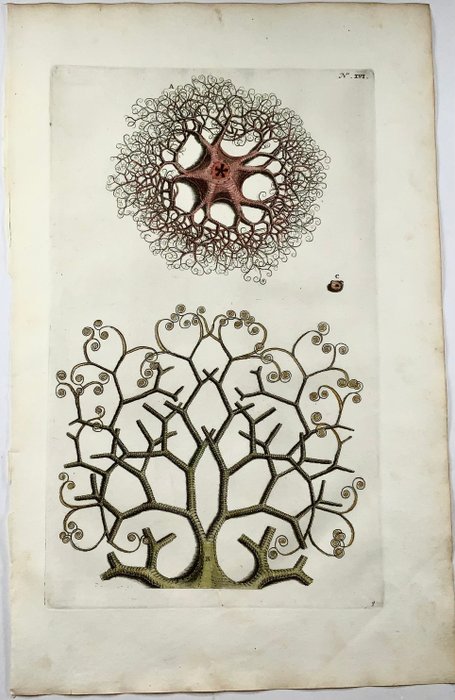 Maria Sibylla Merian; Georg Eberhard Rumphius - Sea Star, Medusa - 1711