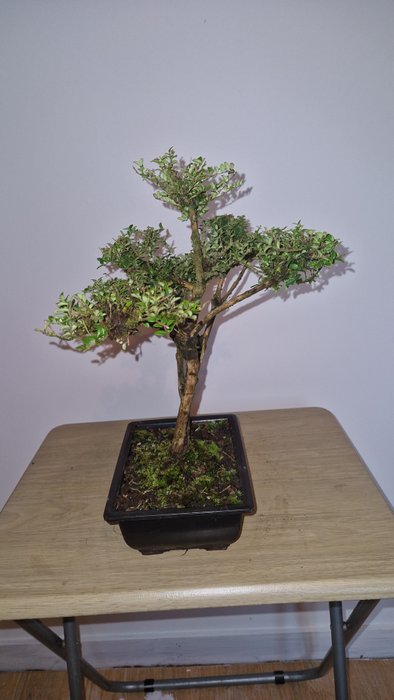 Lonicera nitida - Højde (Træ): 34 cm - Dybde (Træ): 39 cm - Japan - Lonicera nitida