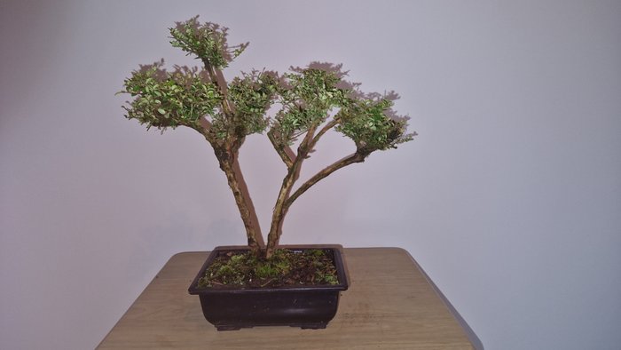 Lonicera nitida - Højde (Træ): 34 cm - Dybde (Træ): 39 cm - Japan - Lonicera nitida