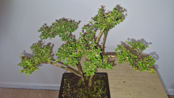 Lonicera nitida - Højde (Træ): 34 cm - Dybde (Træ): 39 cm - Japan - Lonicera nitida