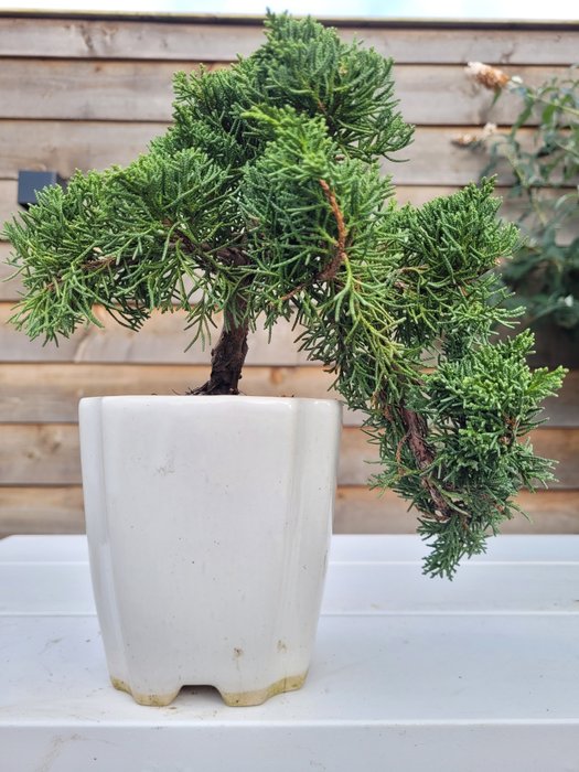 Enebærtræs bonsai (Juniperus) - Højde (Træ): 15 cm - Dybde (Træ): 25 cm - Japan