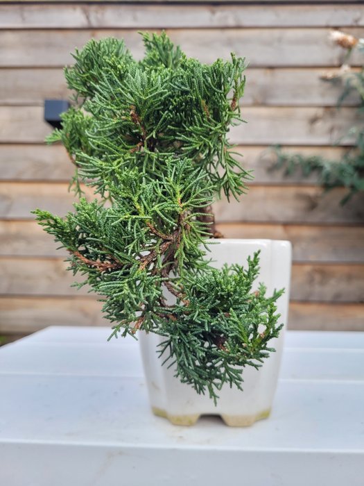 Enebærtræs bonsai (Juniperus) - Højde (Træ): 15 cm - Dybde (Træ): 25 cm - Japan