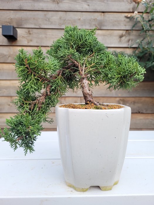 Enebærtræs bonsai (Juniperus) - Højde (Træ): 15 cm - Dybde (Træ): 25 cm - Japan