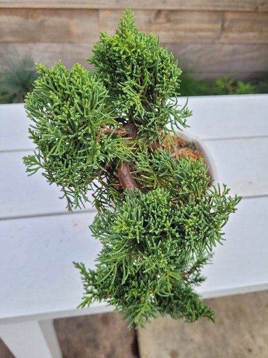 Enebærtræs bonsai (Juniperus) - Højde (Træ): 15 cm - Dybde (Træ): 25 cm - Japan