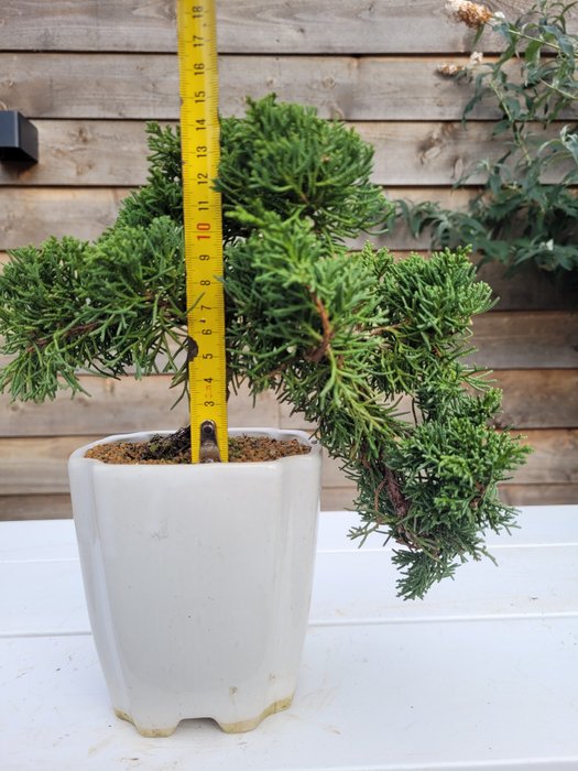 Enebærtræs bonsai (Juniperus) - Højde (Træ): 15 cm - Dybde (Træ): 25 cm - Japan