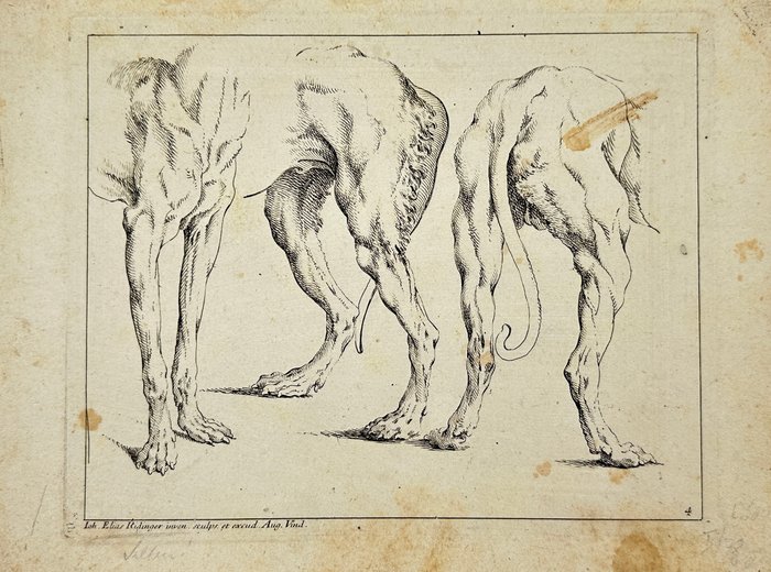 Johann Elias Ridinger (1698-1767) - Anatomy Etching - The fore-part of one dog and the back of two - 1728