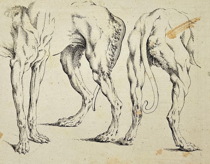 Johann Elias Ridinger (1698-1767) - Anatomy Etching - The fore-part of one dog and the back of two - 1728