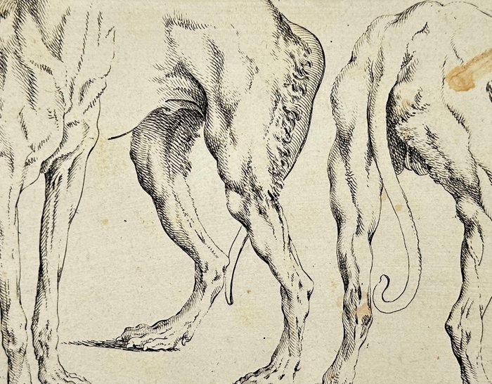 Johann Elias Ridinger (1698-1767) - Anatomy Etching - The fore-part of one dog and the back of two - 1728