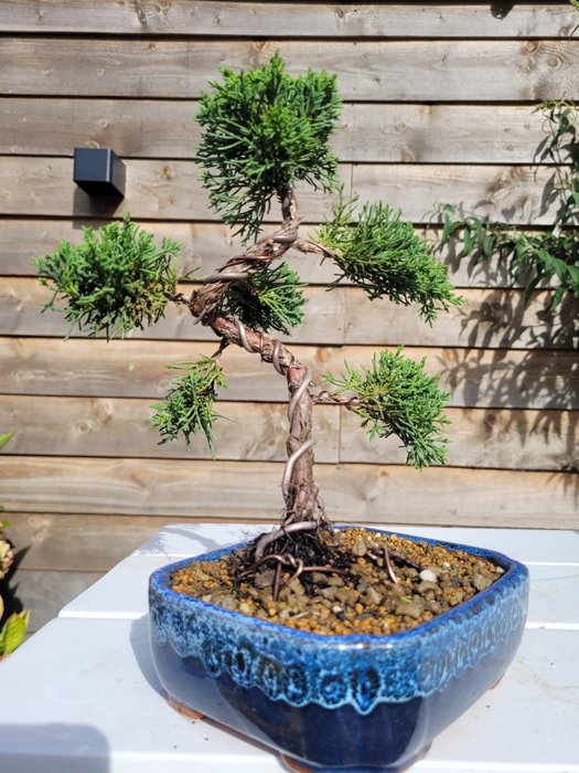 Enebærtræs bonsai (Juniperus) - Højde (Træ): 23 cm - Dybde (Træ): 20 cm - Japan