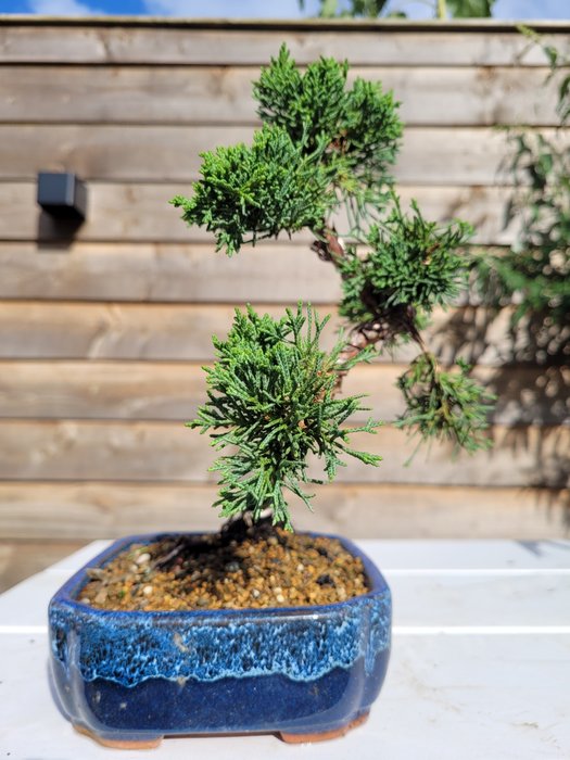 Enebærtræs bonsai (Juniperus) - Højde (Træ): 23 cm - Dybde (Træ): 20 cm - Japan