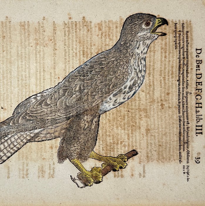 Conrad Gesner (1516-1565) - Hand-coloured Woodcut - Eurasian sparrowhawk - Accipiter nisus